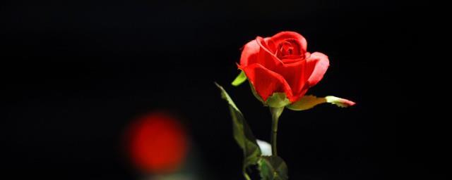 玫瑰花是什么意思