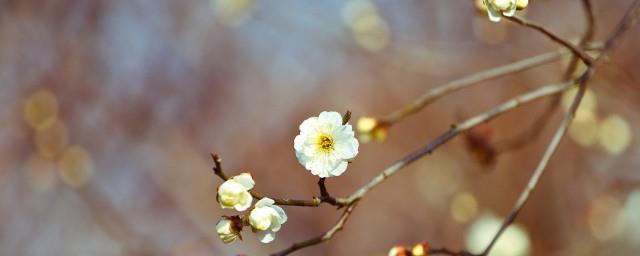 立春的节气特点简写