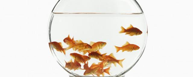 养鱼养几条风水好