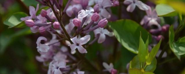 紫丁香花语和寓意