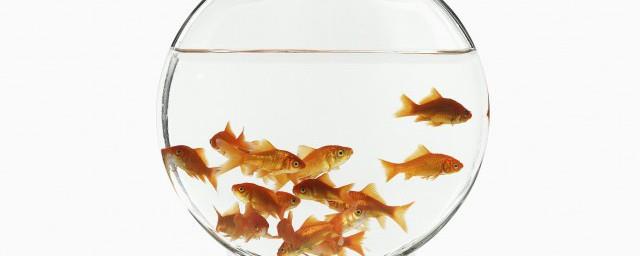 十二属相各有养鱼吉位