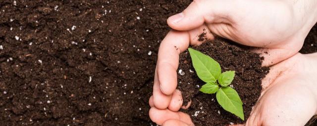 2022年植树节是第几个植树节