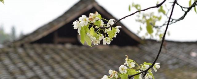 2022年清明节生肖鼠可以扫墓吗