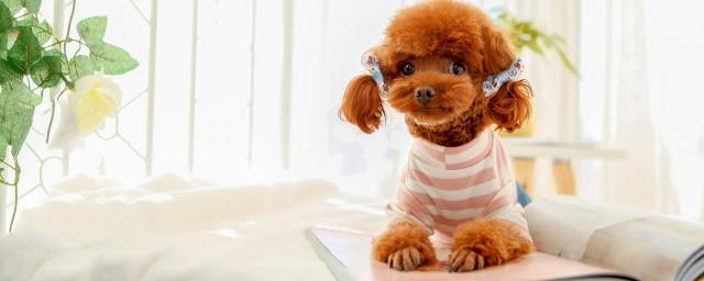 纪念爱犬伤感句子