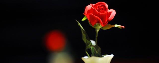 红色玫瑰花代表什么意思