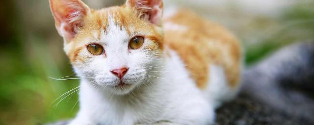 梦见猫咬人