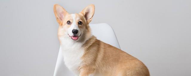 犬和狗有什么区别