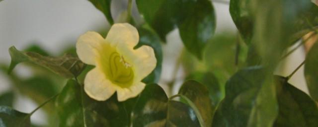 幸福树开花是什么征兆