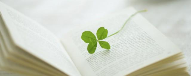 什么花的花语是信任