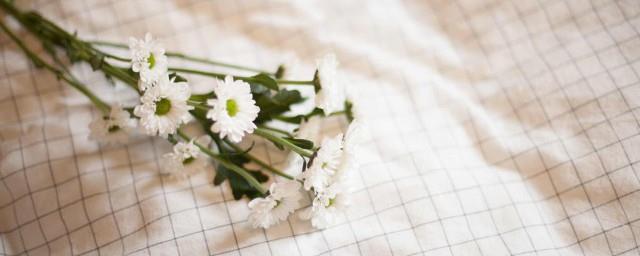小雏菊花语是什么意思