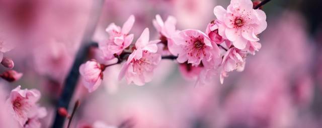 相思梅花语什么意思