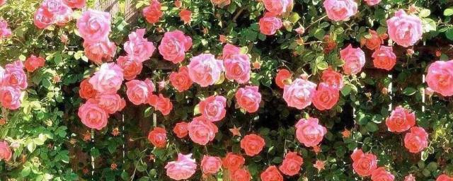 蔷薇花的寓意