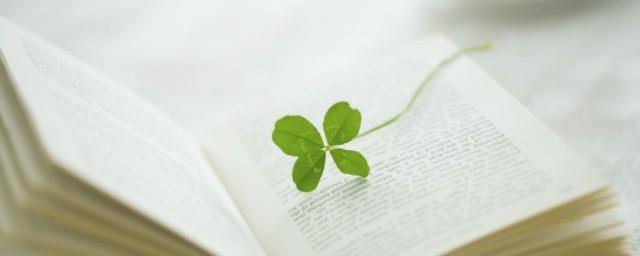 四叶草的寓意和象征