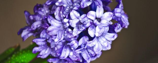 蓝色风信子花语是什么