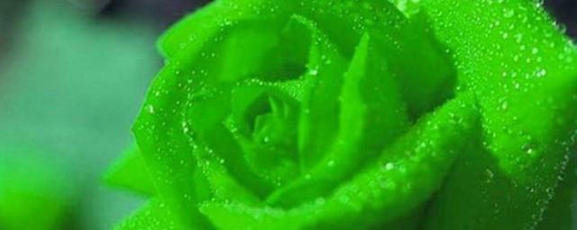 绿色玫瑰花语叫什么