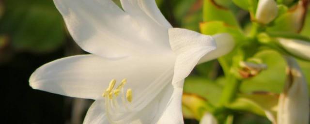家里种白色的花可以吗