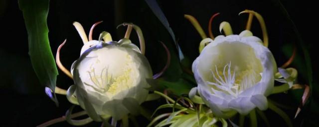 昙花如何养殖方法