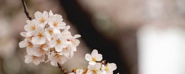 白色樱花的寓意是什么