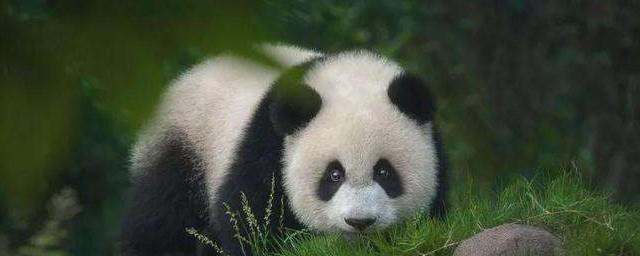 梦见熊猫什么寓意