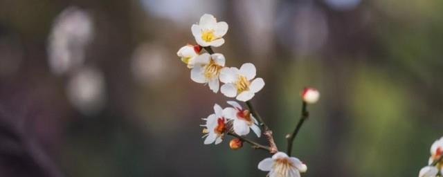 属龙躲春