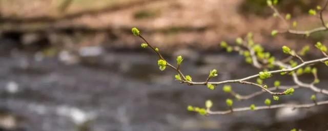 惊蛰在哪个季节