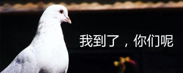 MMP是什么梗