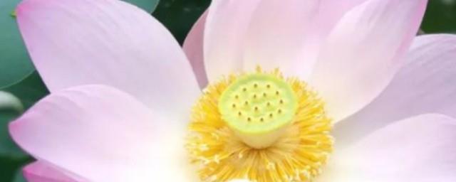清水出芙蓉下一句是什么