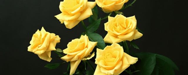 黄色玫瑰花代表什么意思