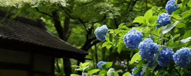 绣球花寓意和象征意义