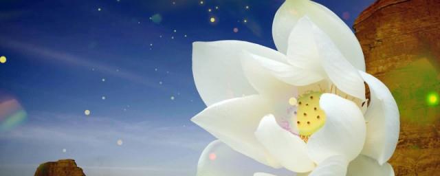 冰山雪莲的花语是什么