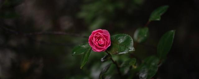 山茶花的花语和寓意