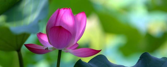 莲花的花语是什么