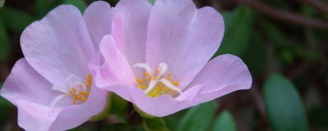 长生花的花语是什么