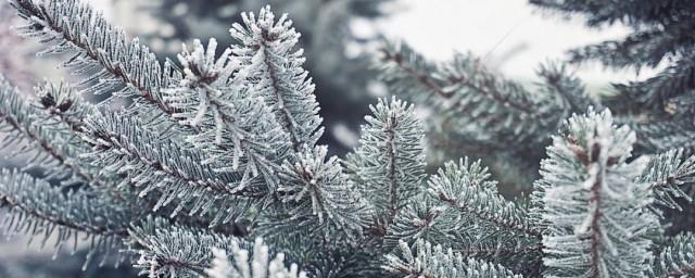 雪松的寓意