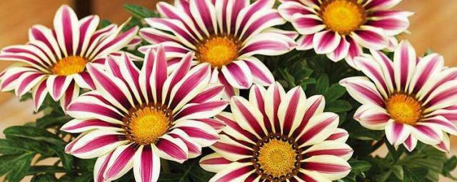 勋章花花语