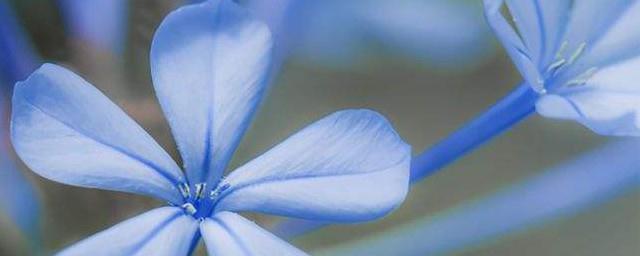 世界上最奇特的花花语