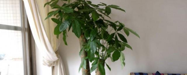 财位种什么植物好