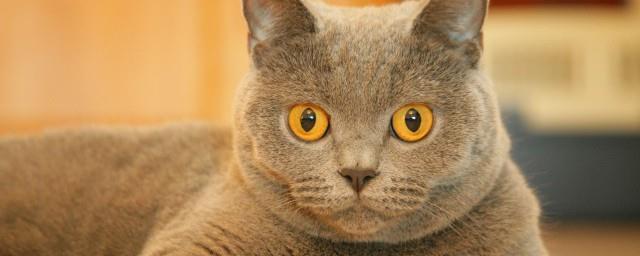 梦到被猫抓伤