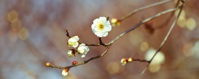 立春祝福的句子朋友圈