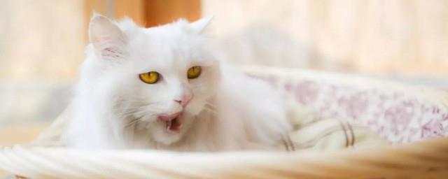 梦见猫是好事还是坏事