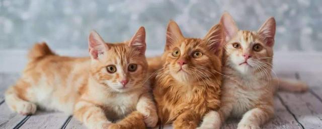 梦见猫是什么意思周公解梦