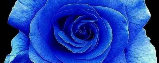 蓝色妖姬加满天星的花语是什么