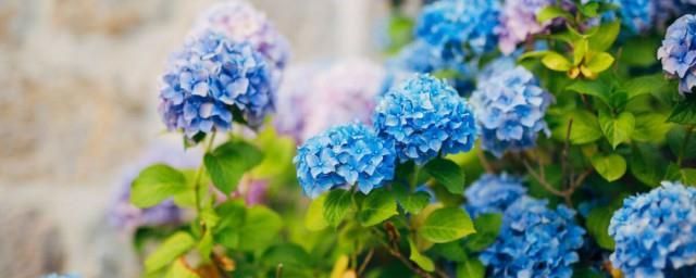 绣球花适合送什么人