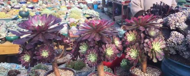 法师花的寓意