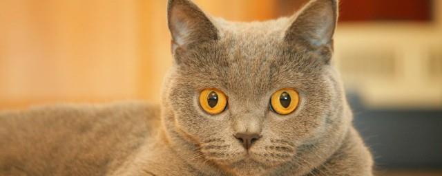 梦见被猫挠好不好
