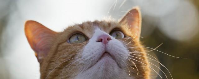 梦见猫怎么回事