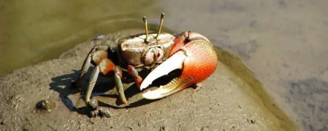 招潮蟹真的会招潮吗