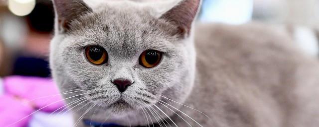 梦见被猫追咬怎么回事