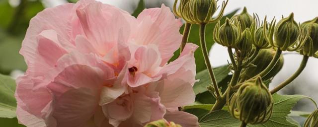芙蓉是指什么意思