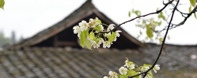 清明节心情不好说说